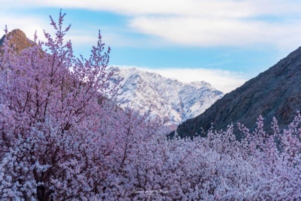 ladakh apricot blossom