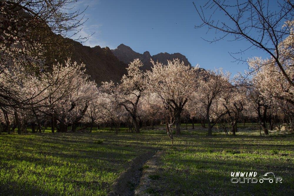 ladakh apricot blossom