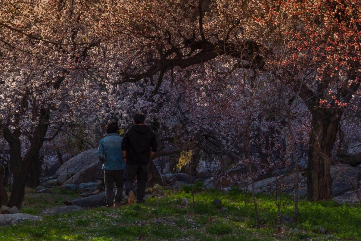 Ladakh Apricot Blossom