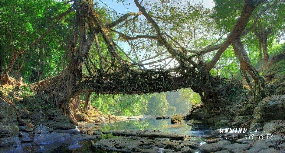 Living root bridge