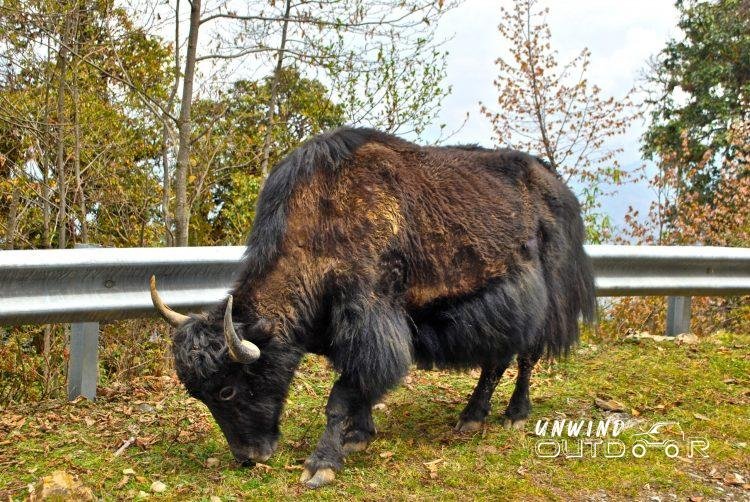 Facts about Bhutan