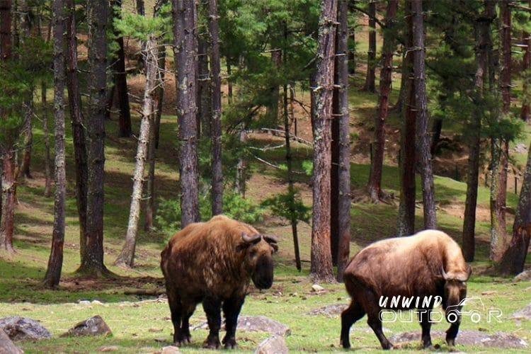 What to do in Thimphu
